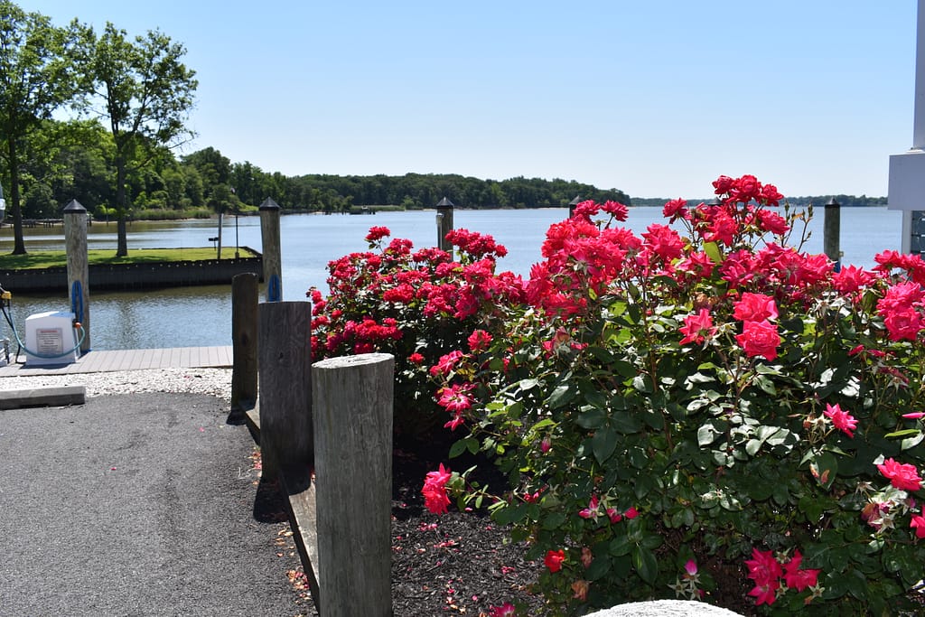 flowers next to Bohemia Bay office