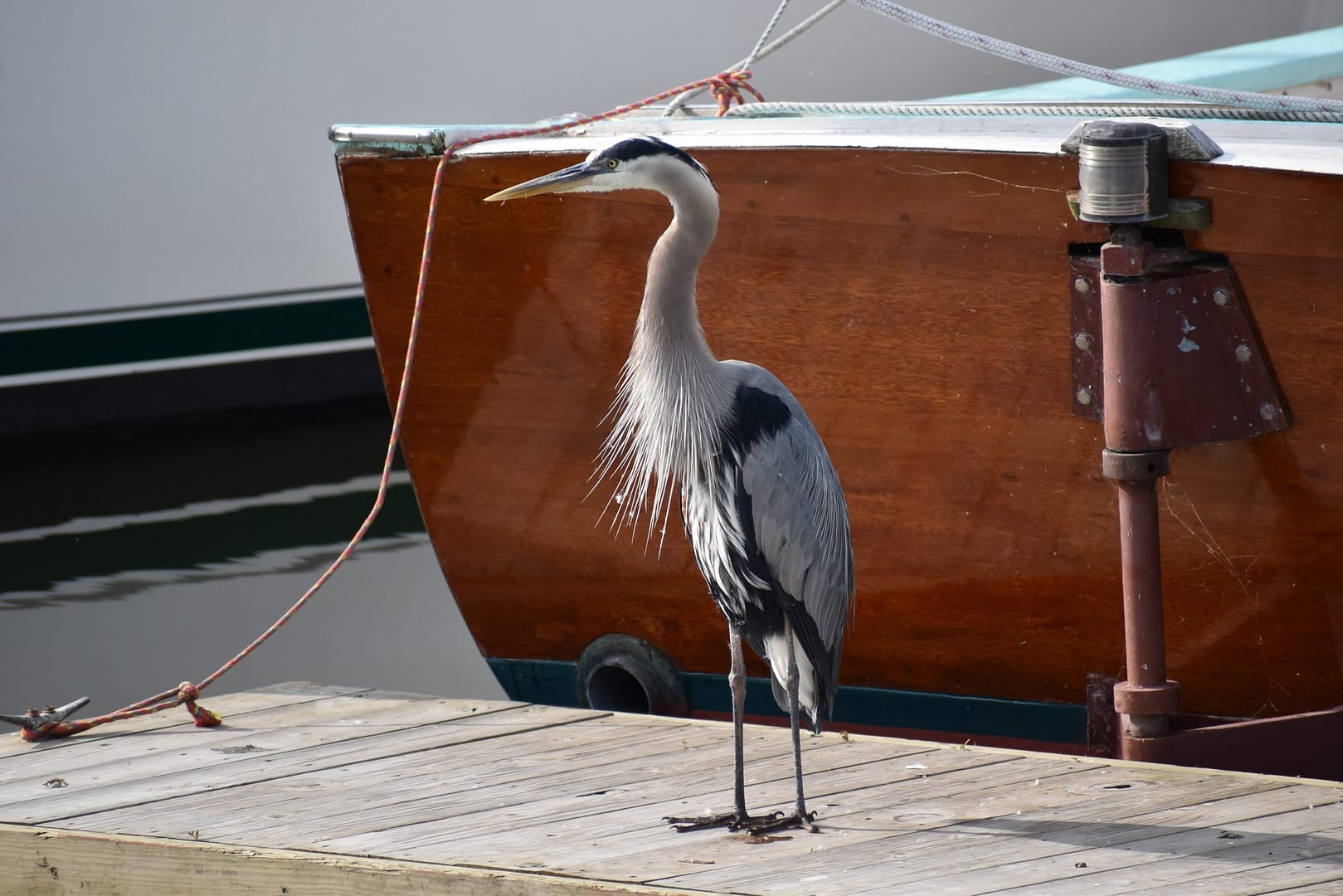 Blue Heron visits BBYH