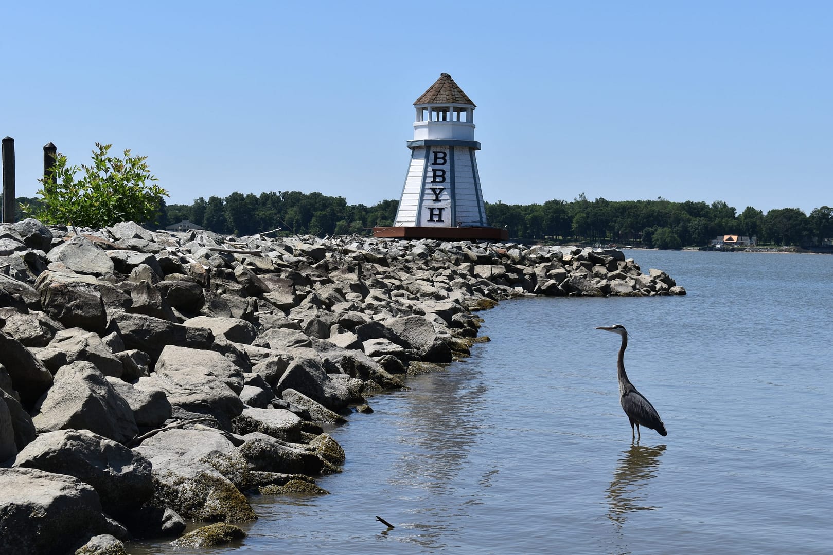 Blue Heron out by the BBYH lighthouse