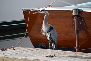 Blue Heron visits BBYH